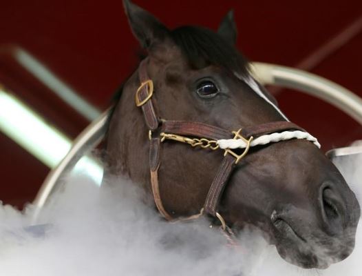 حصان يخضع لجلسة علاج بالتبريد داخل اسطبل في دبي يوم 18 أغسطس آب 2019. تصوير: ساتيش كومار - رويترز